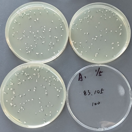 Quantitative strain of Bacillus subtilis-BNCC