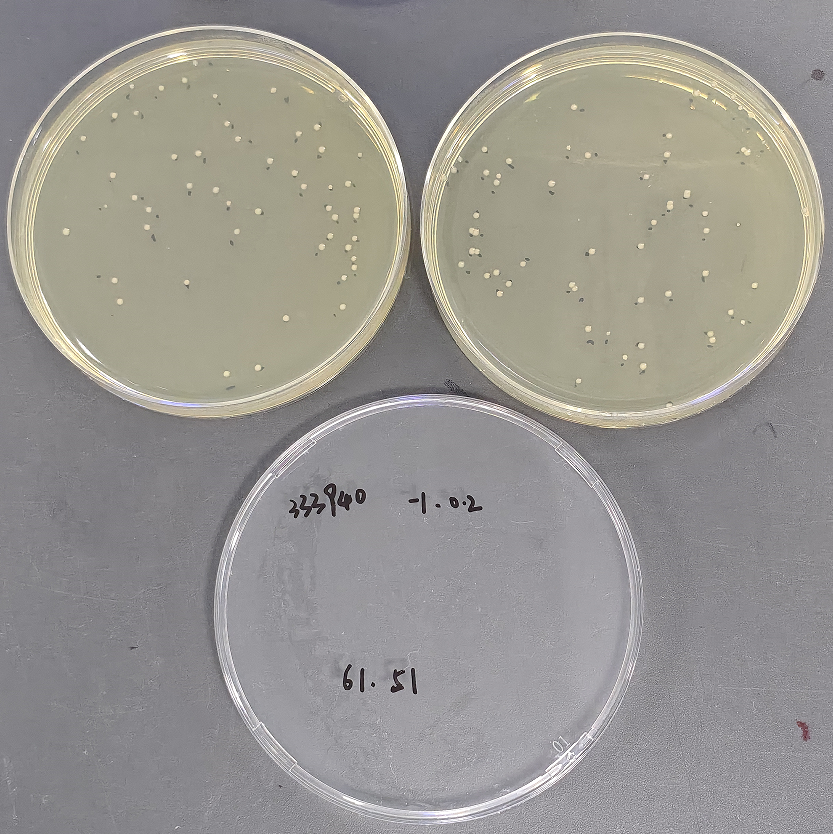 Quantitative strain of Pseudomonas aeruginosa-BNCC