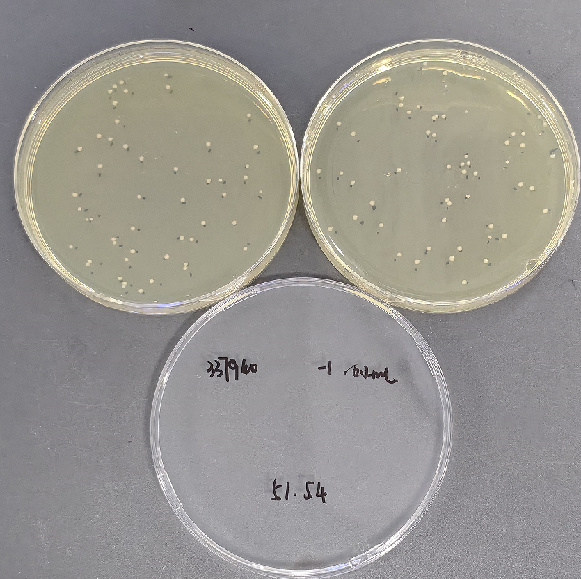 Quantitative strain of Pseudomonas aeruginosa-BNCC