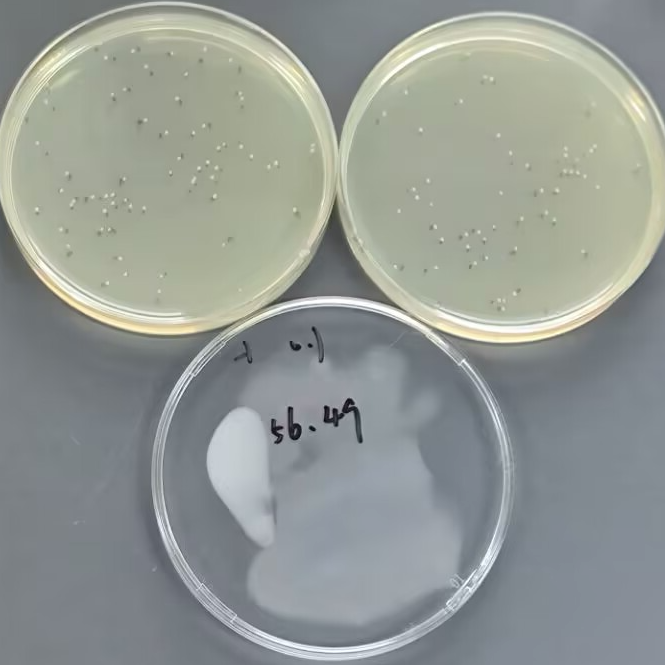 Quantitative Strain of Escherichia coli-BNCC