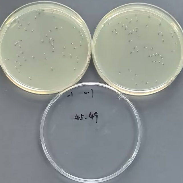 Quantitative Strain of Escherichia coli-BNCC