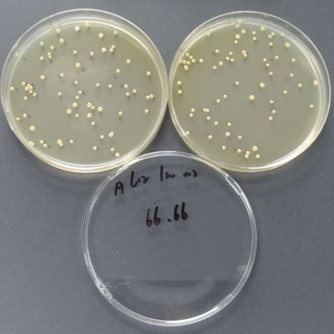 Quantitative strain of Staphylococcus aureus-BNCC