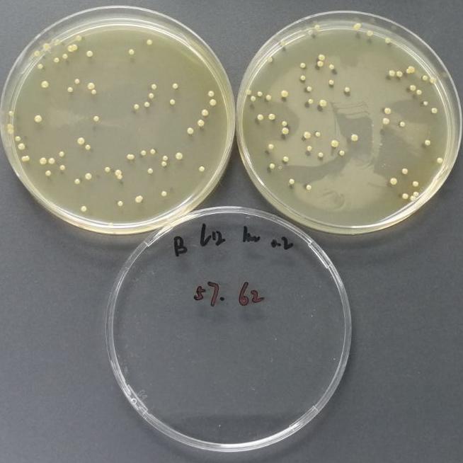 Quantitative strain of Staphylococcus aureus-BNCC