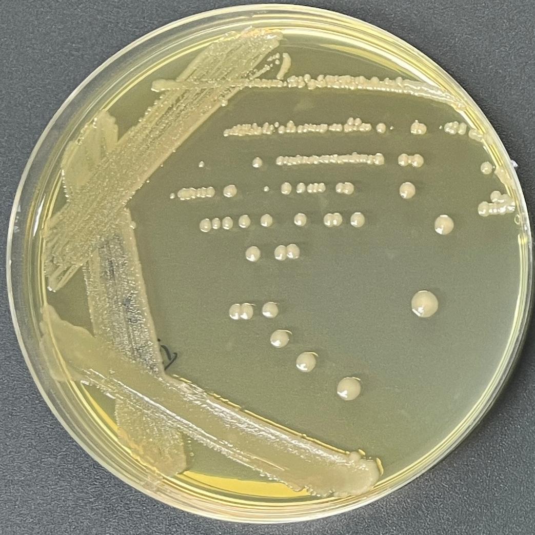 XL1 Blue Escherichia coli-BNCC