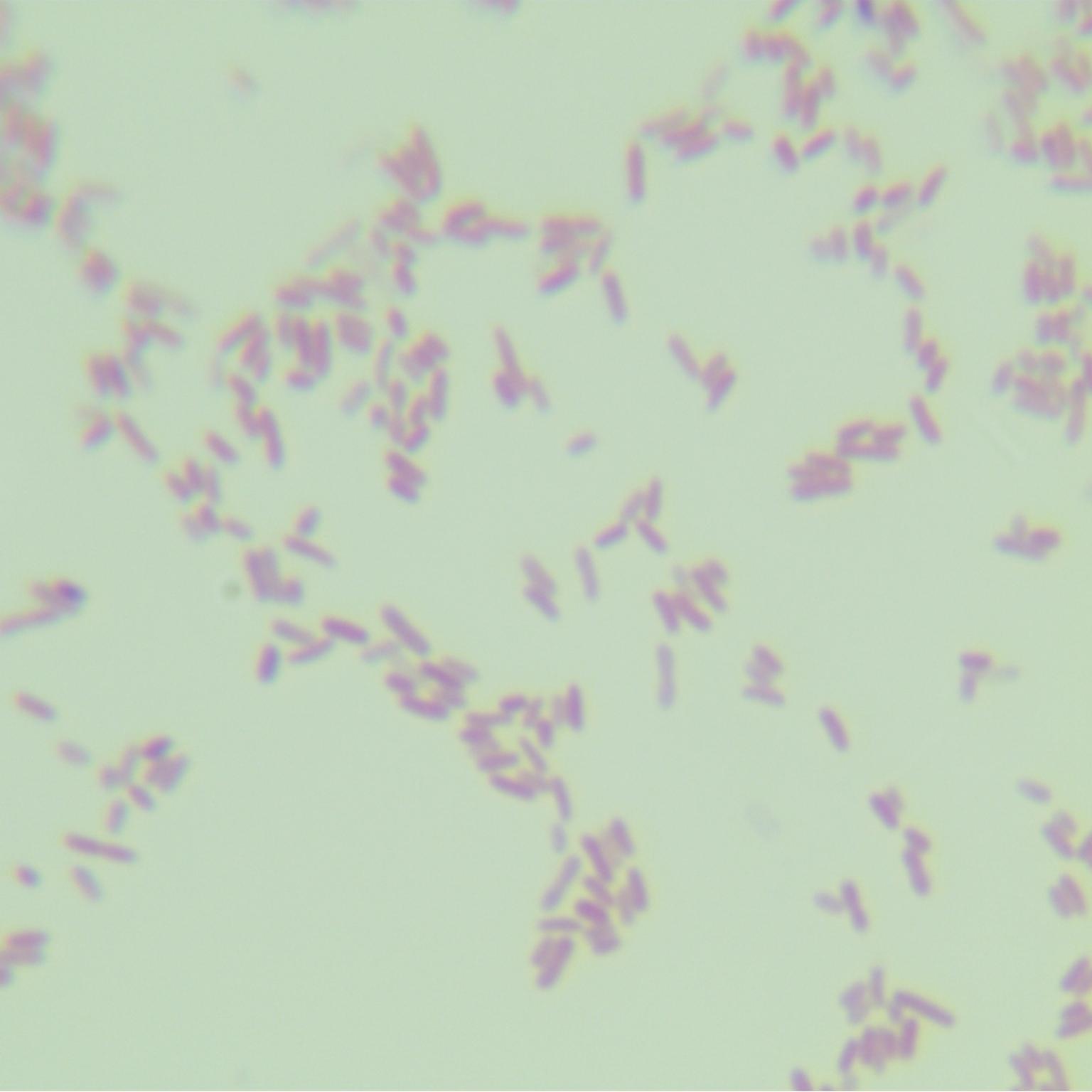 XL1 Blue Escherichia coli-BNCC