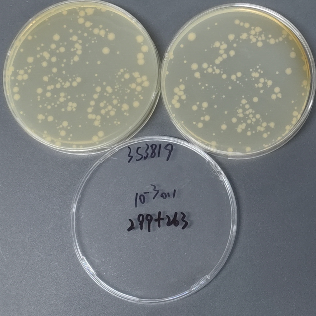 Top 10 cloned strains of Escherichia coli-BNCC