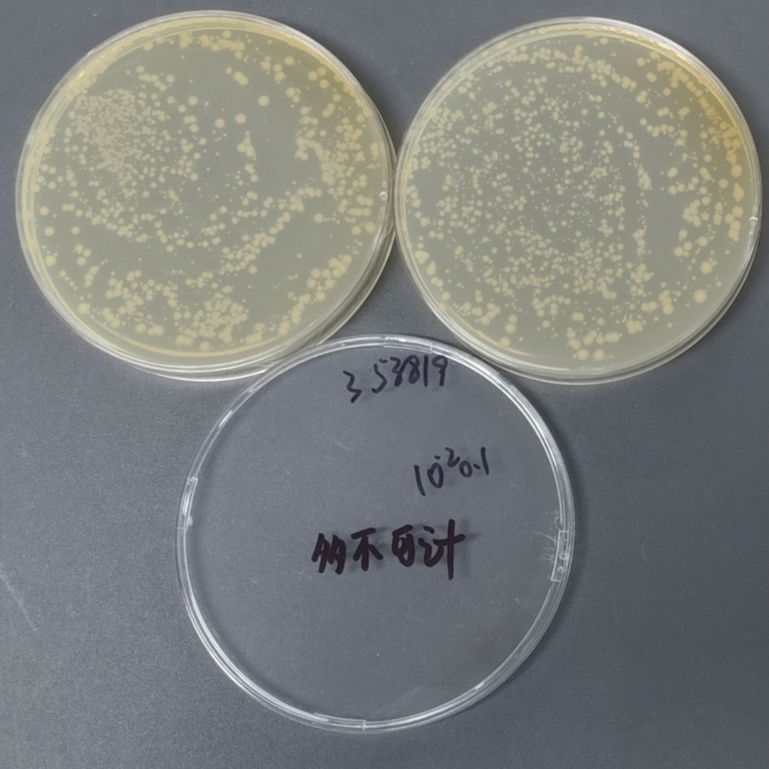 Top 10 cloned strains of Escherichia coli-BNCC