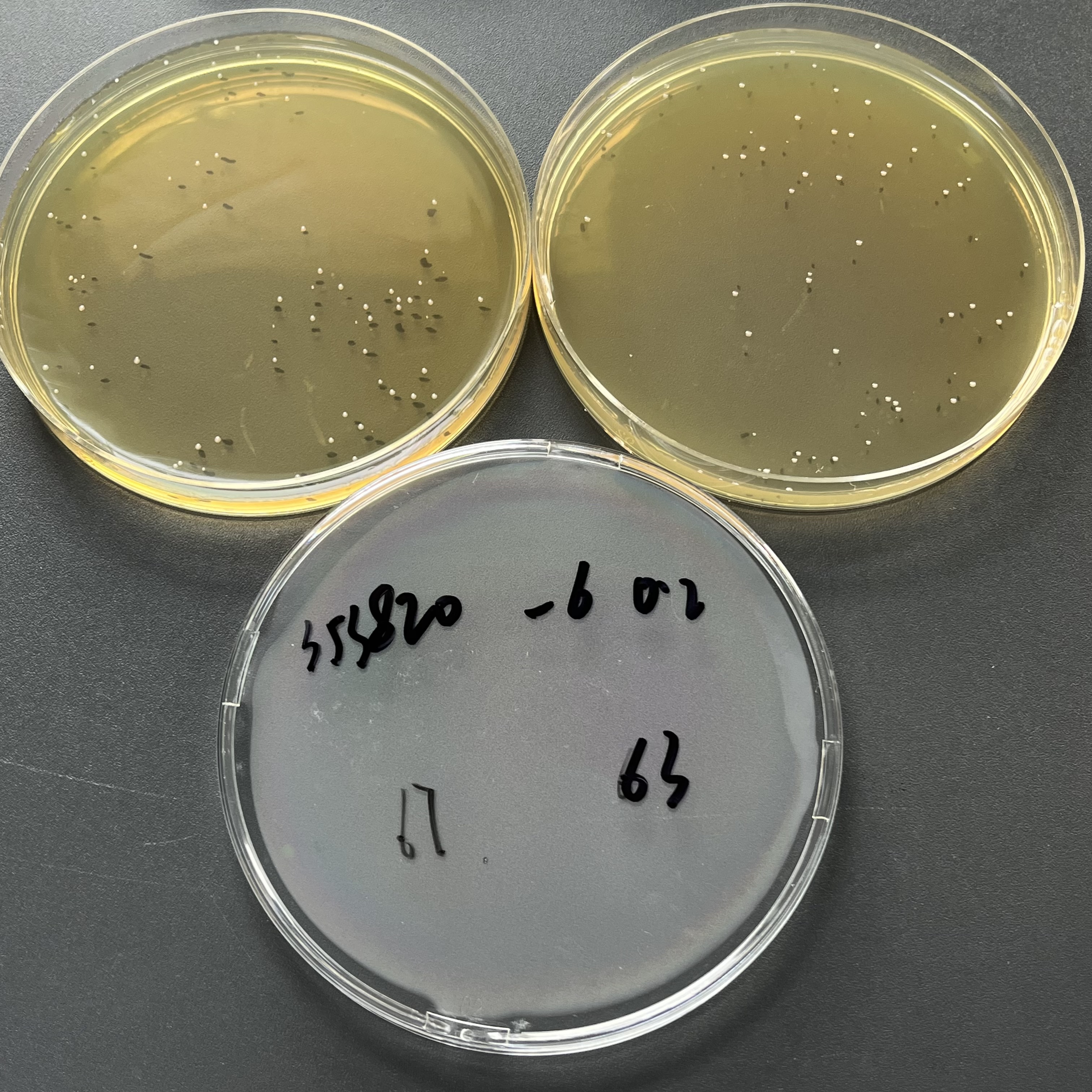 Streptococcus agalactiae Quantitative Strain-BNCC