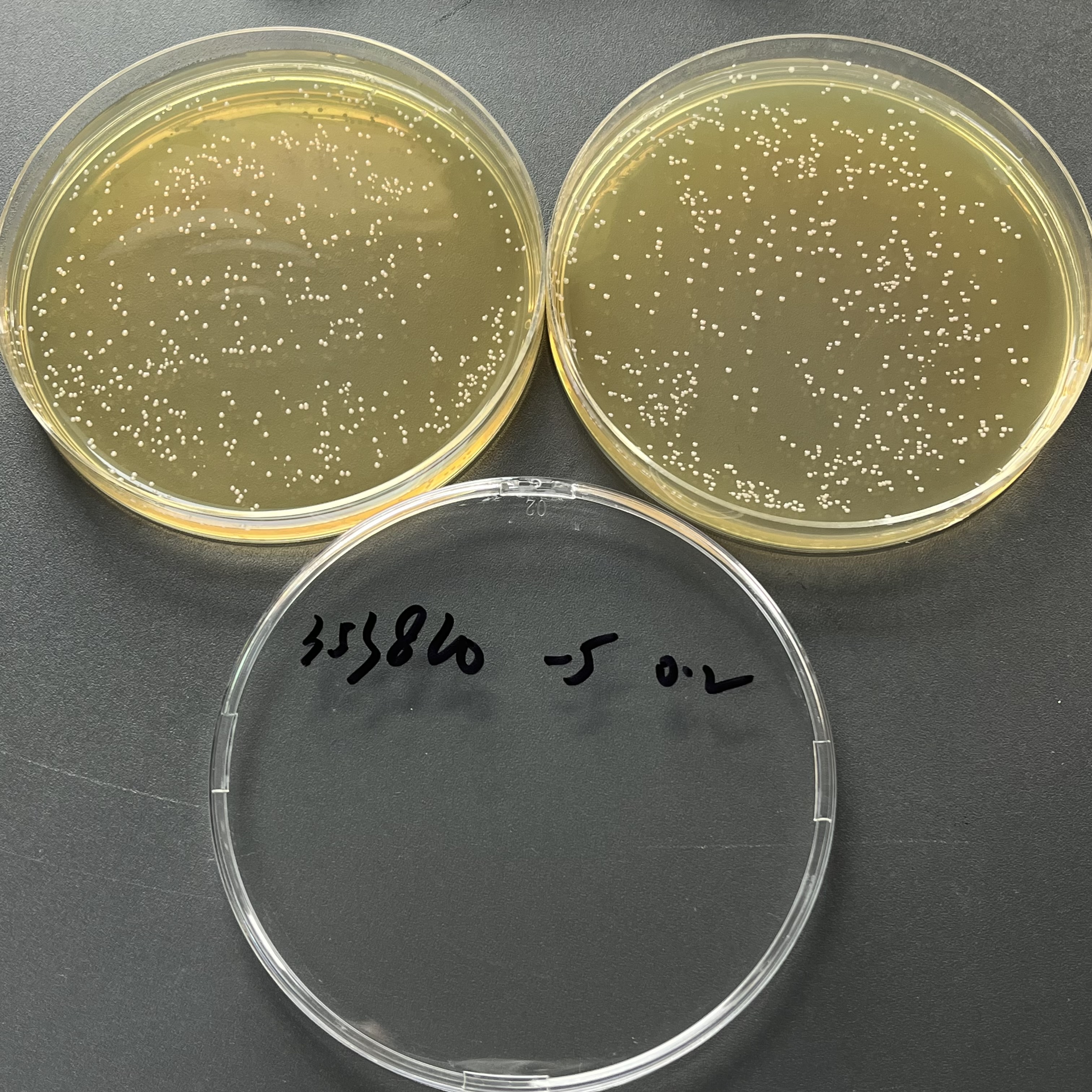 Streptococcus agalactiae Quantitative Strain-BNCC