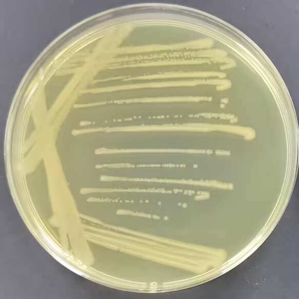 Stbl4 Escherichia coli-BNCC