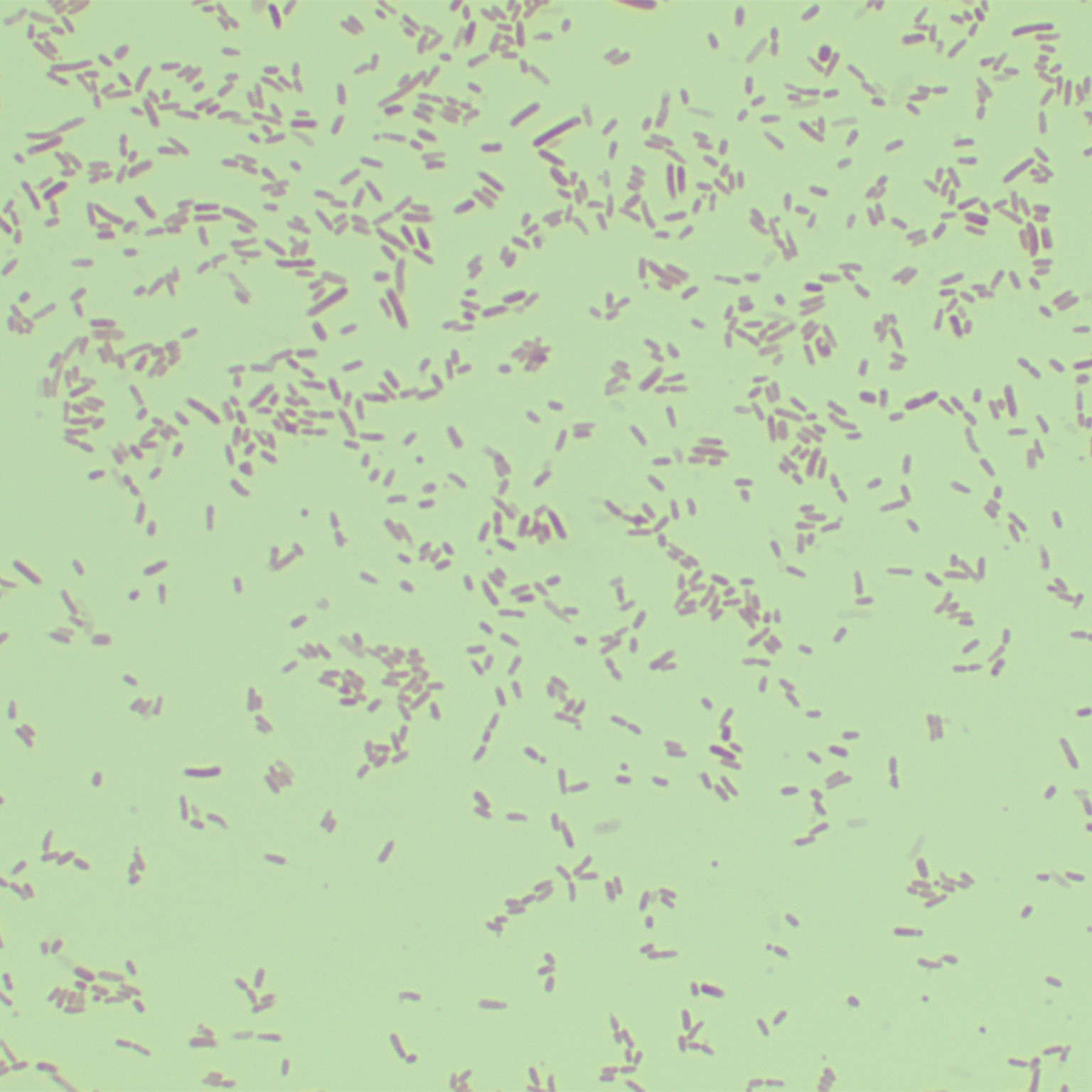 Stbl4 Escherichia coli-BNCC