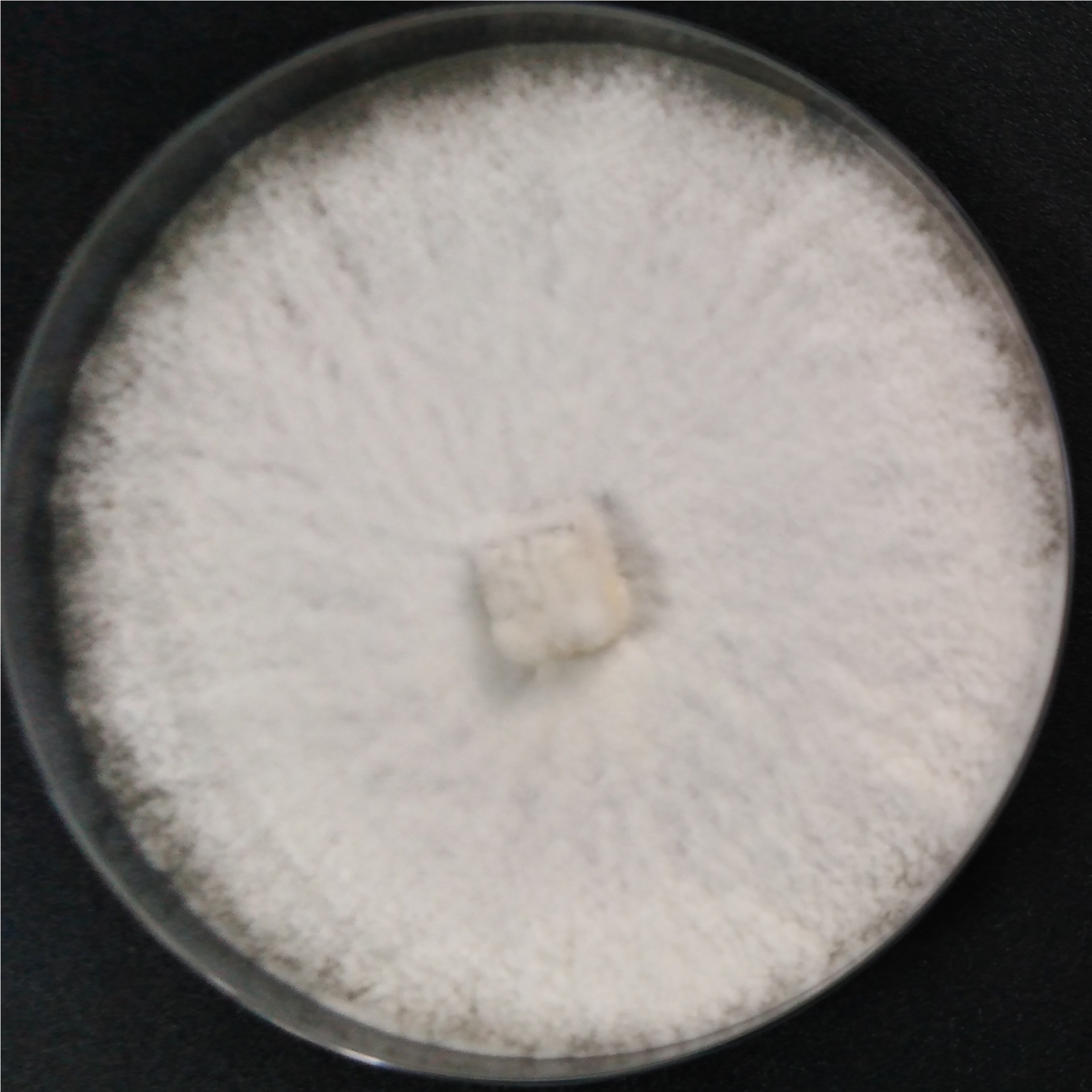 White sac rake tooth fungus-BNCC