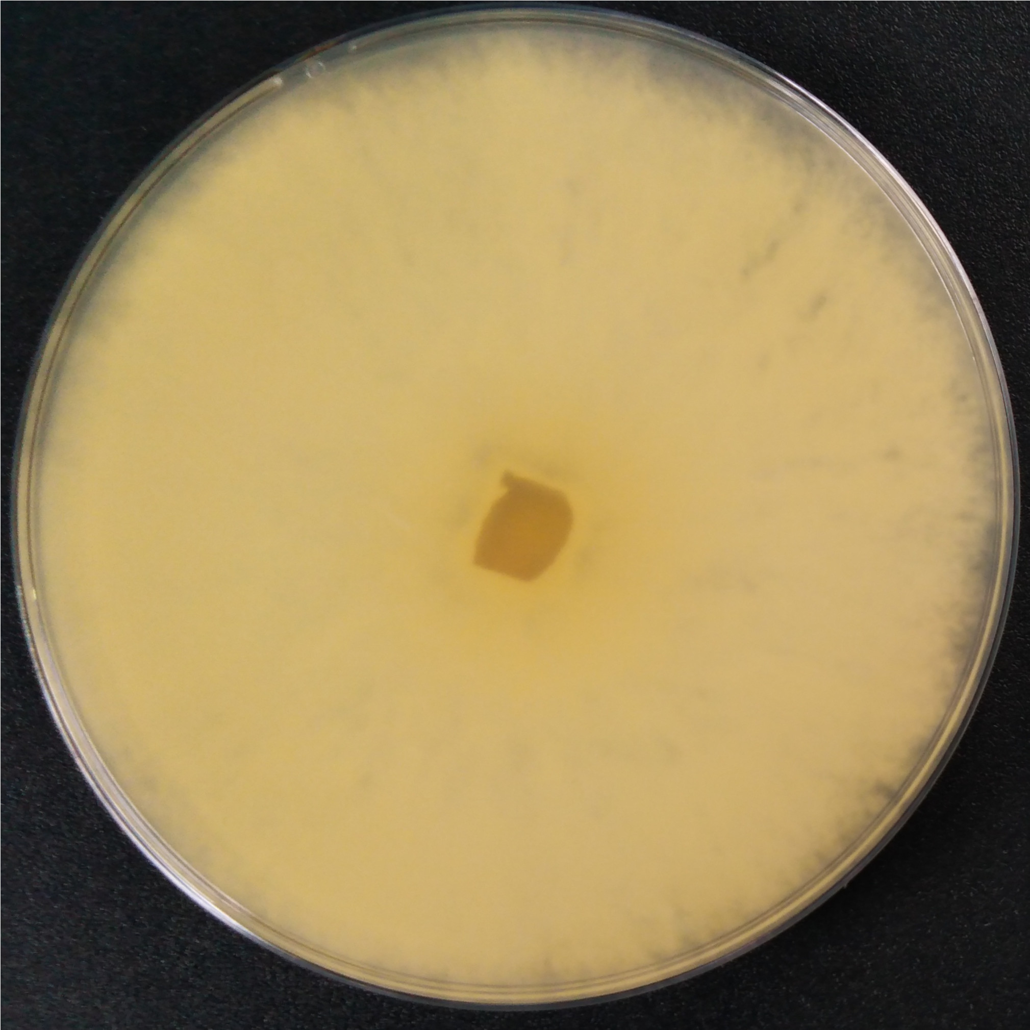 White sac rake tooth fungus-BNCC