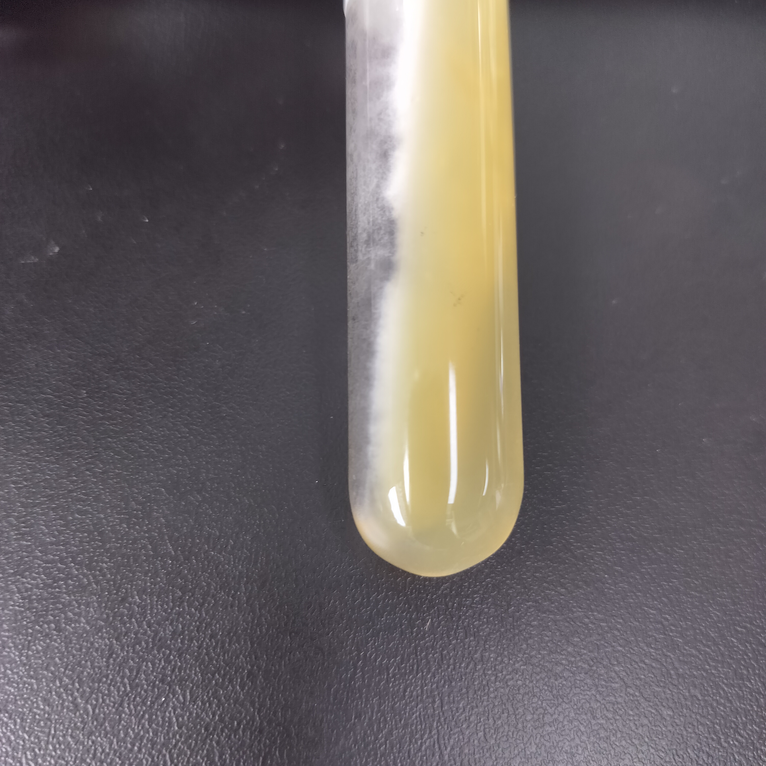 White sac rake tooth fungus-BNCC