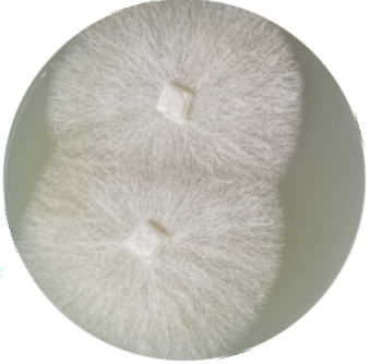 White sac rake tooth fungus-BNCC