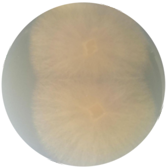 White sac rake tooth fungus-BNCC