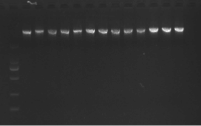pUC18-BNCC