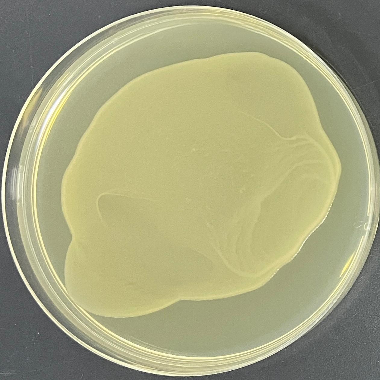 DH5α E. coli (containing pBR322 plasmid)-BNCC
