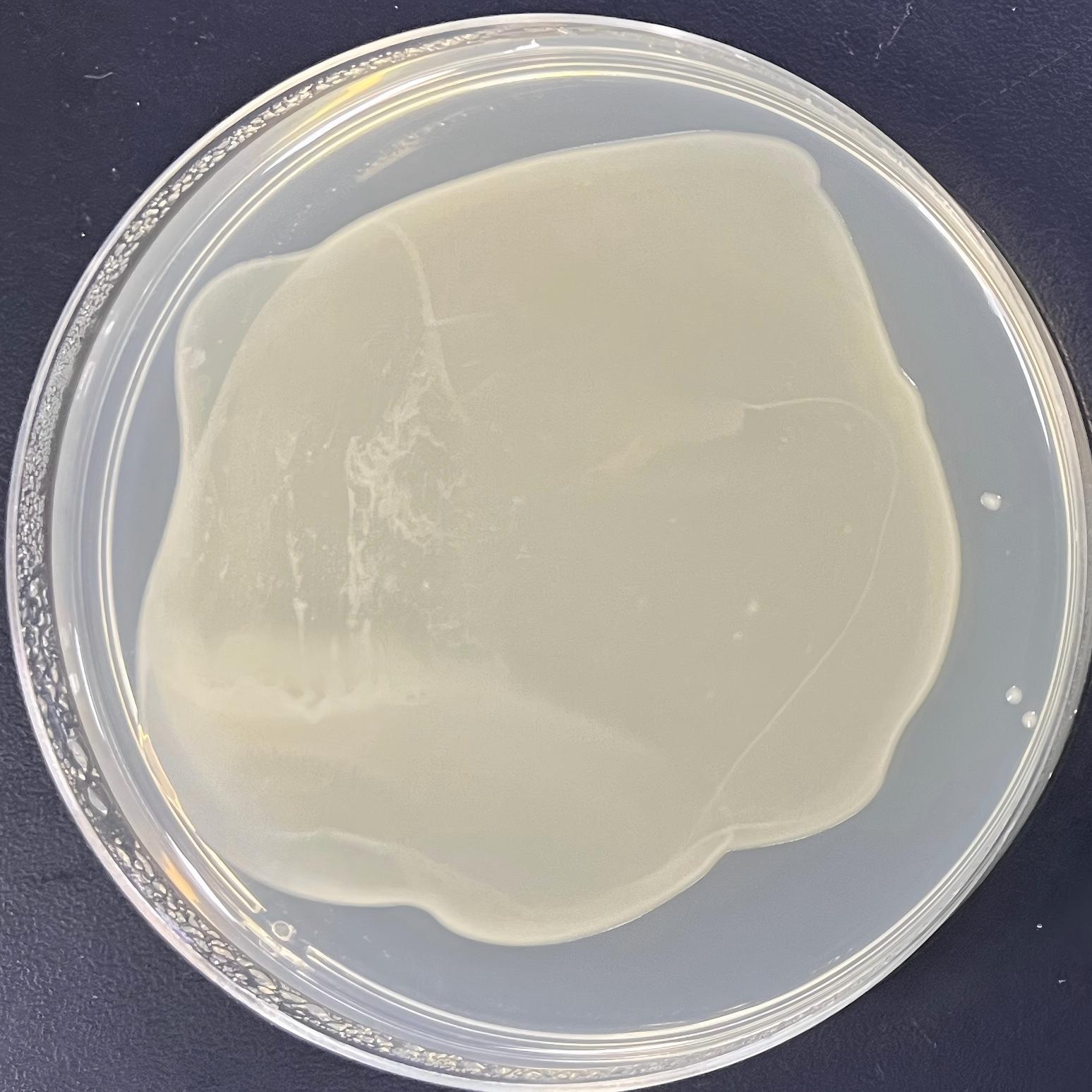 DH5 α (containing pACYC177 plasmid) Escherichia coli-BNCC