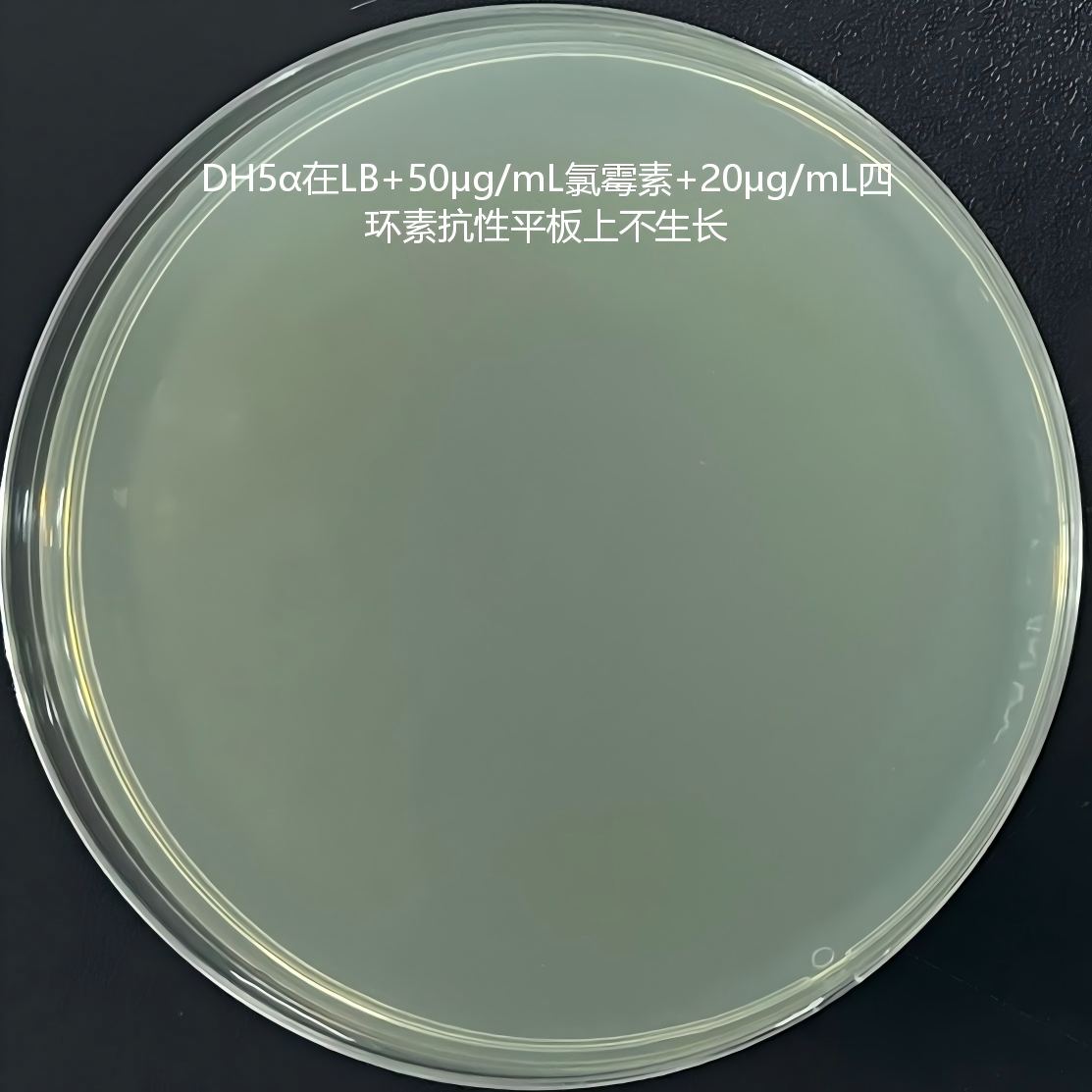 DH5α (containing pACYC184 plasmid) E. coli-BNCC