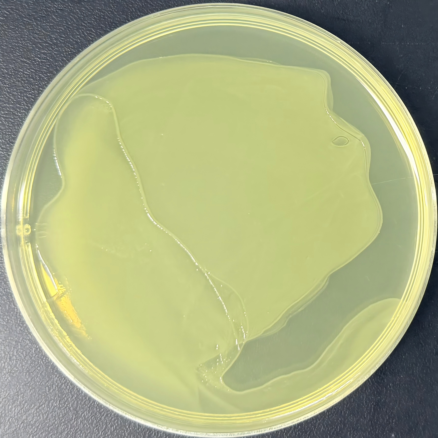DH5α (containing pACYC184 plasmid) E. coli-BNCC