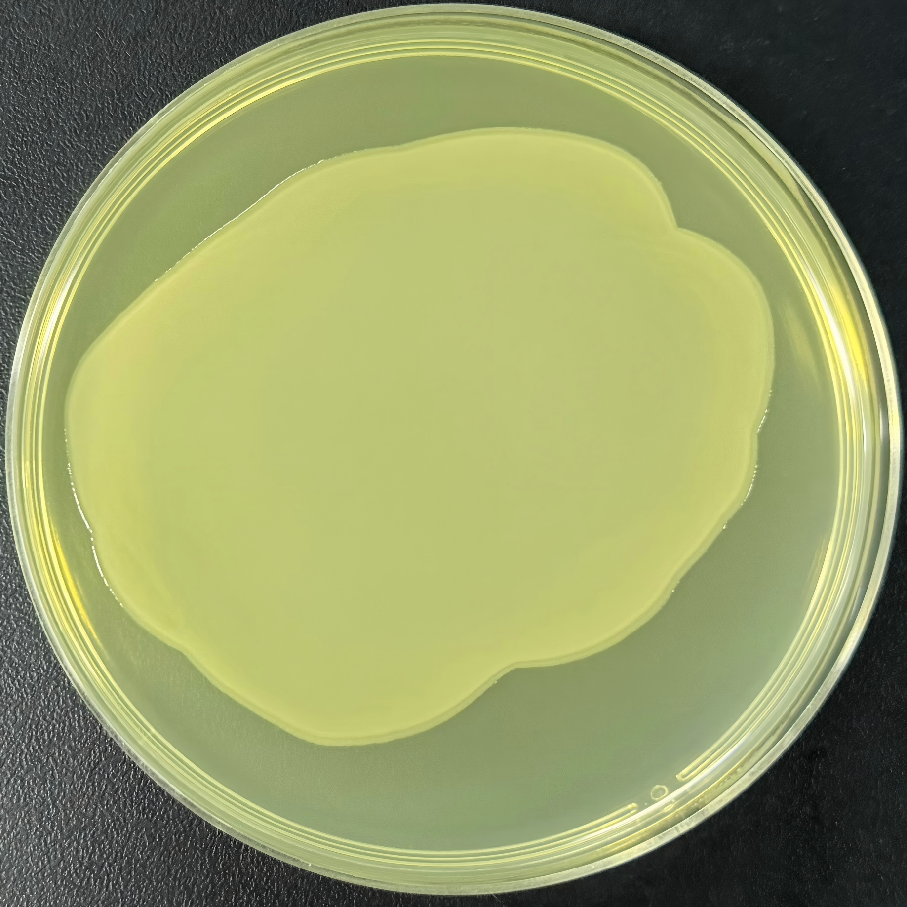 DH5α (containing pUC118 plasmid) E. coli-BNCC