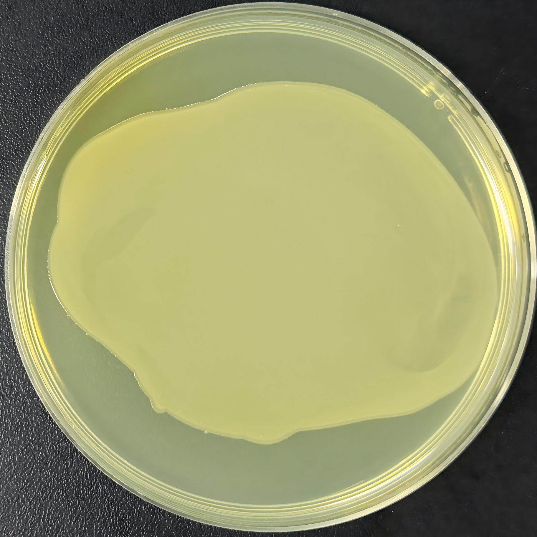 DH5 α (containing pUC119 plasmid) Escherichia coli-BNCC