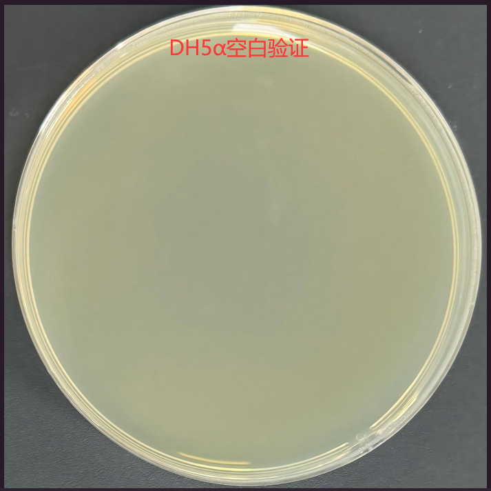 DH5α (containing pETBlue-2 plasmid) E. coli-BNCC