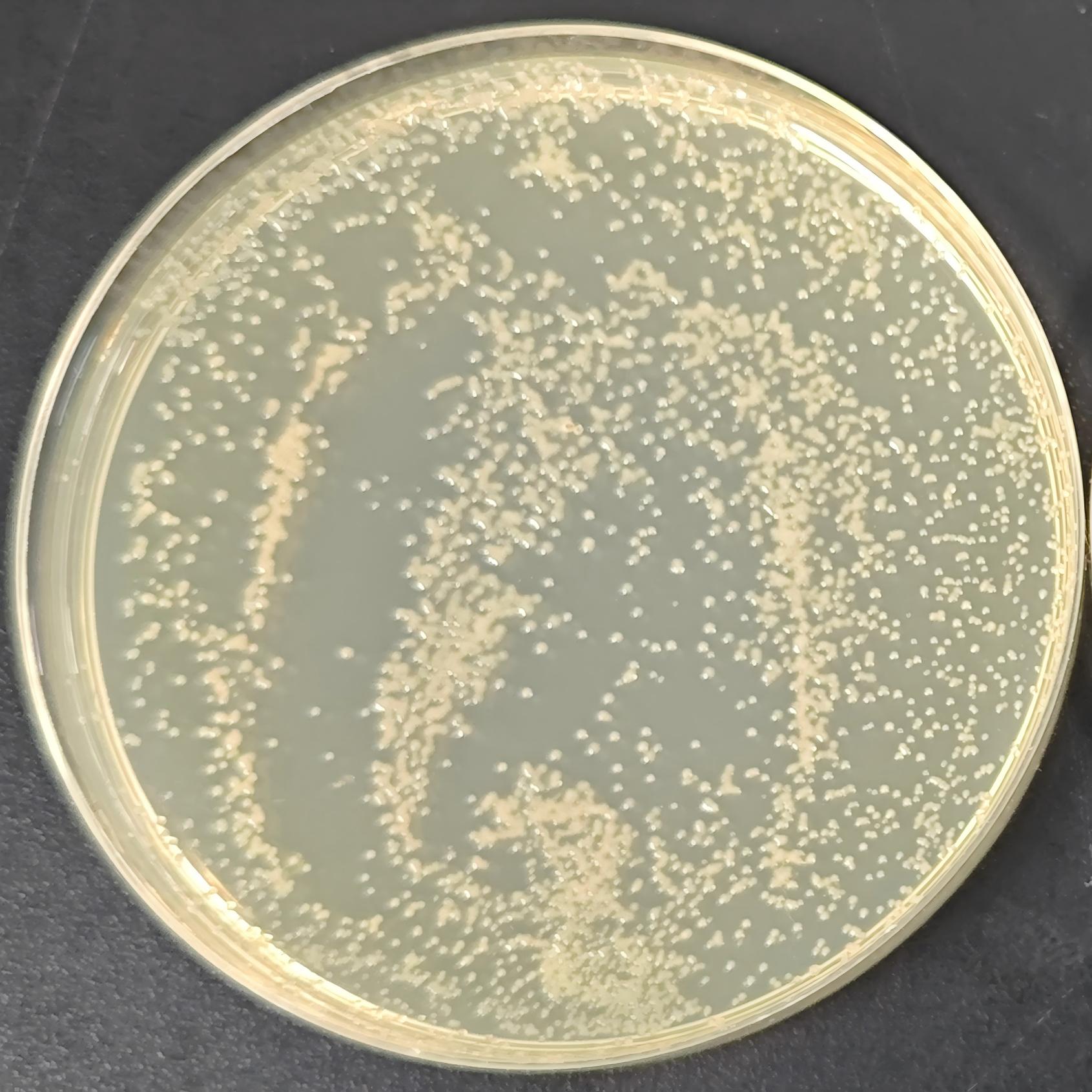 DH5α (containing pETBlue-2 plasmid) E. coli-BNCC