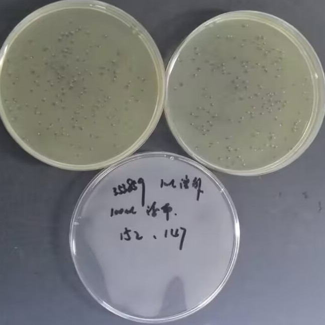 Quantitative strain of Bacillus subtilis-BNCC