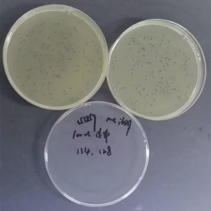 Quantitative strain of Bacillus subtilis-BNCC