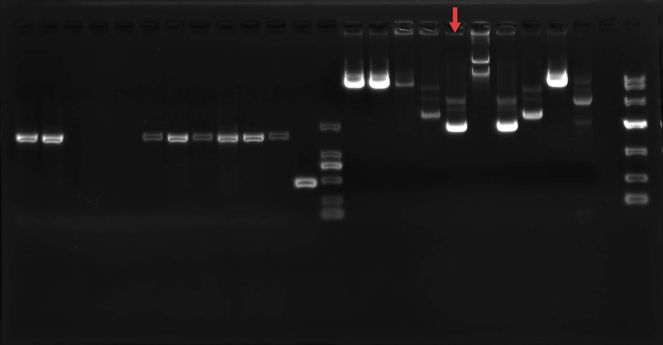 PUC118-BNCC