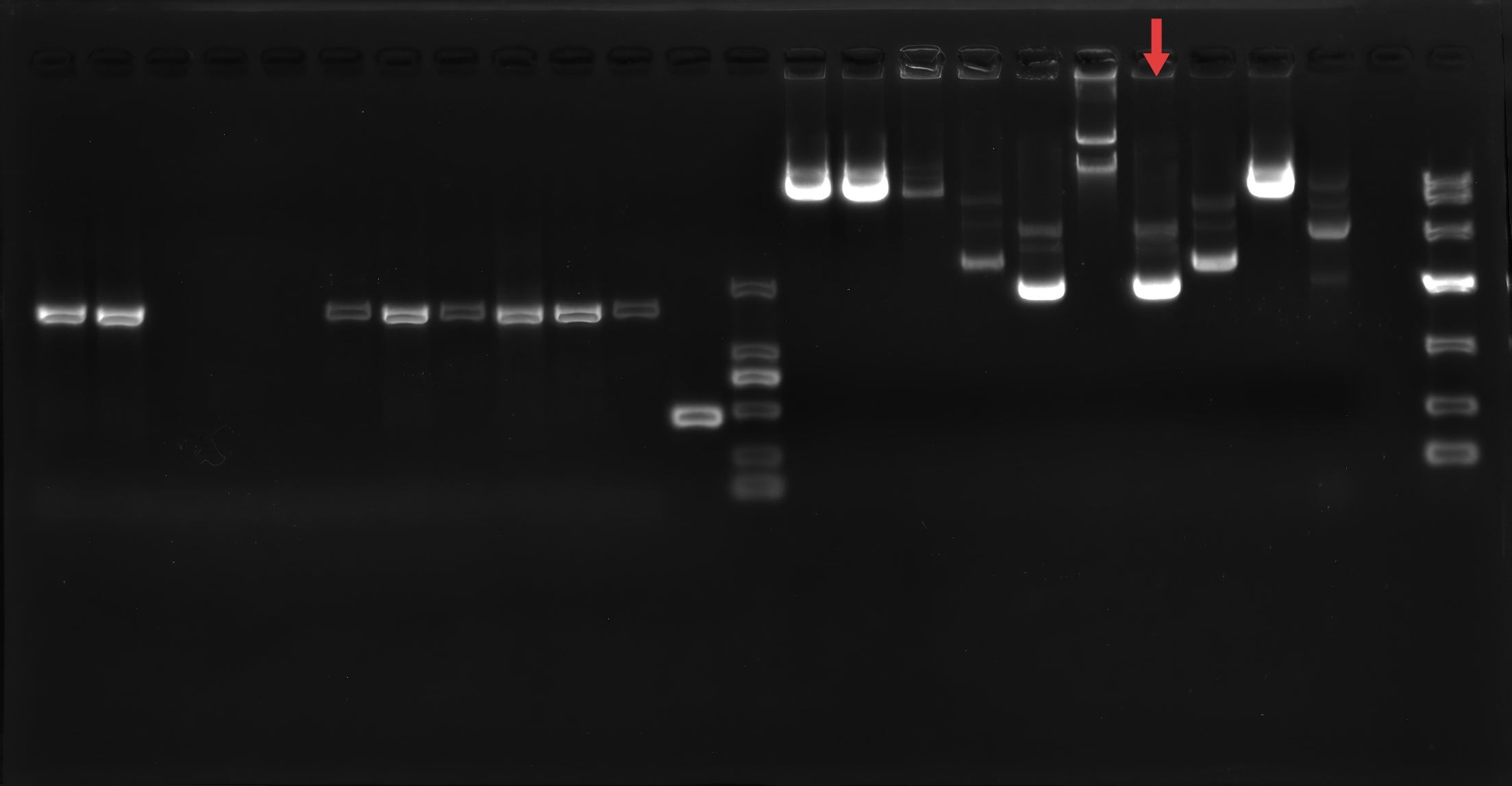 pUC119-BNCC