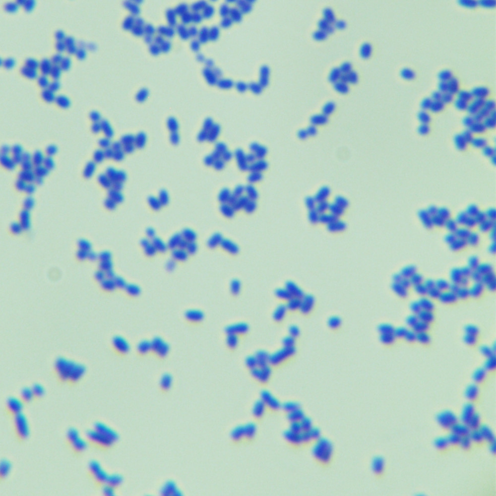 Lactobacillus casei-BNCC