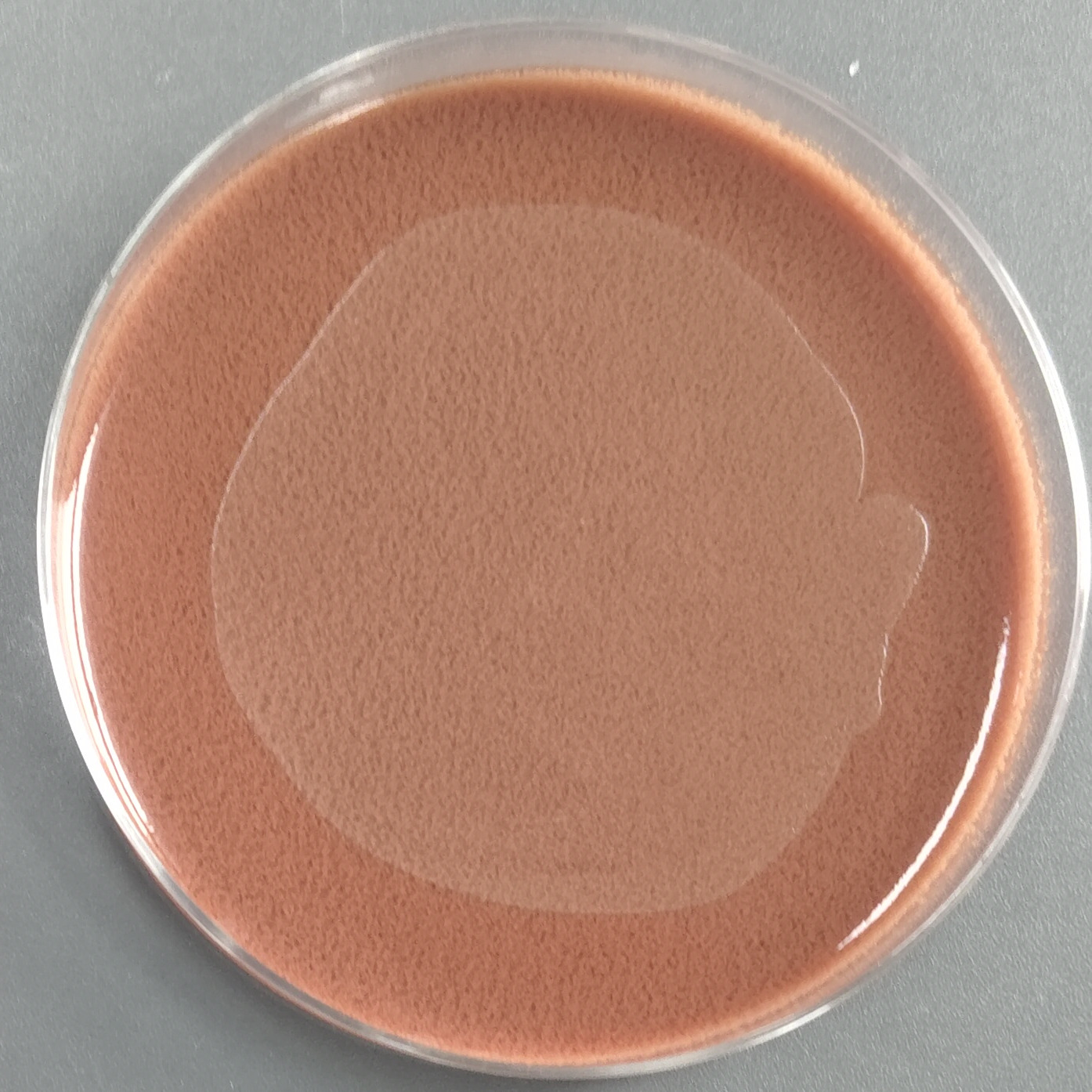 Streptococcus suis (Haemophilus parasuis)-BNCC