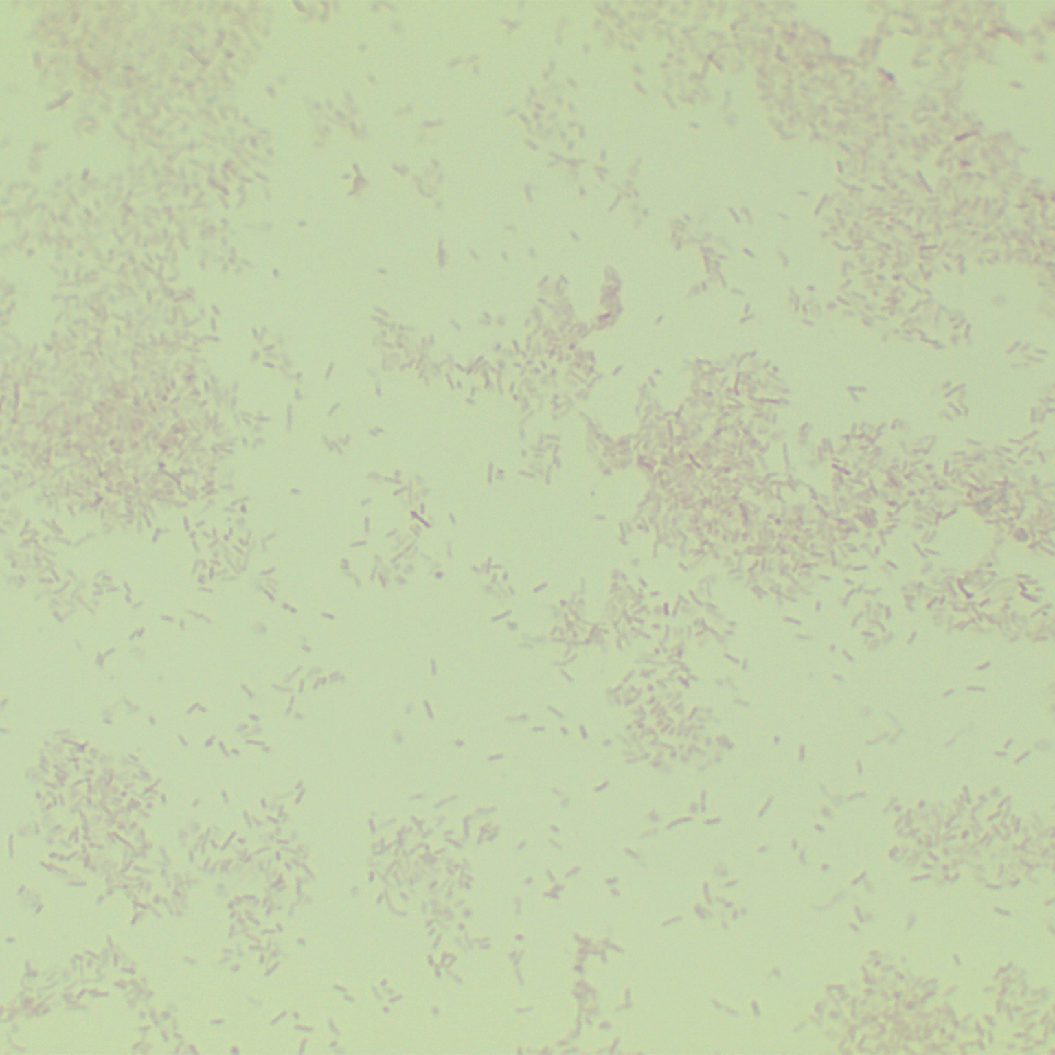 Streptococcus suis (Haemophilus parasuis)-BNCC