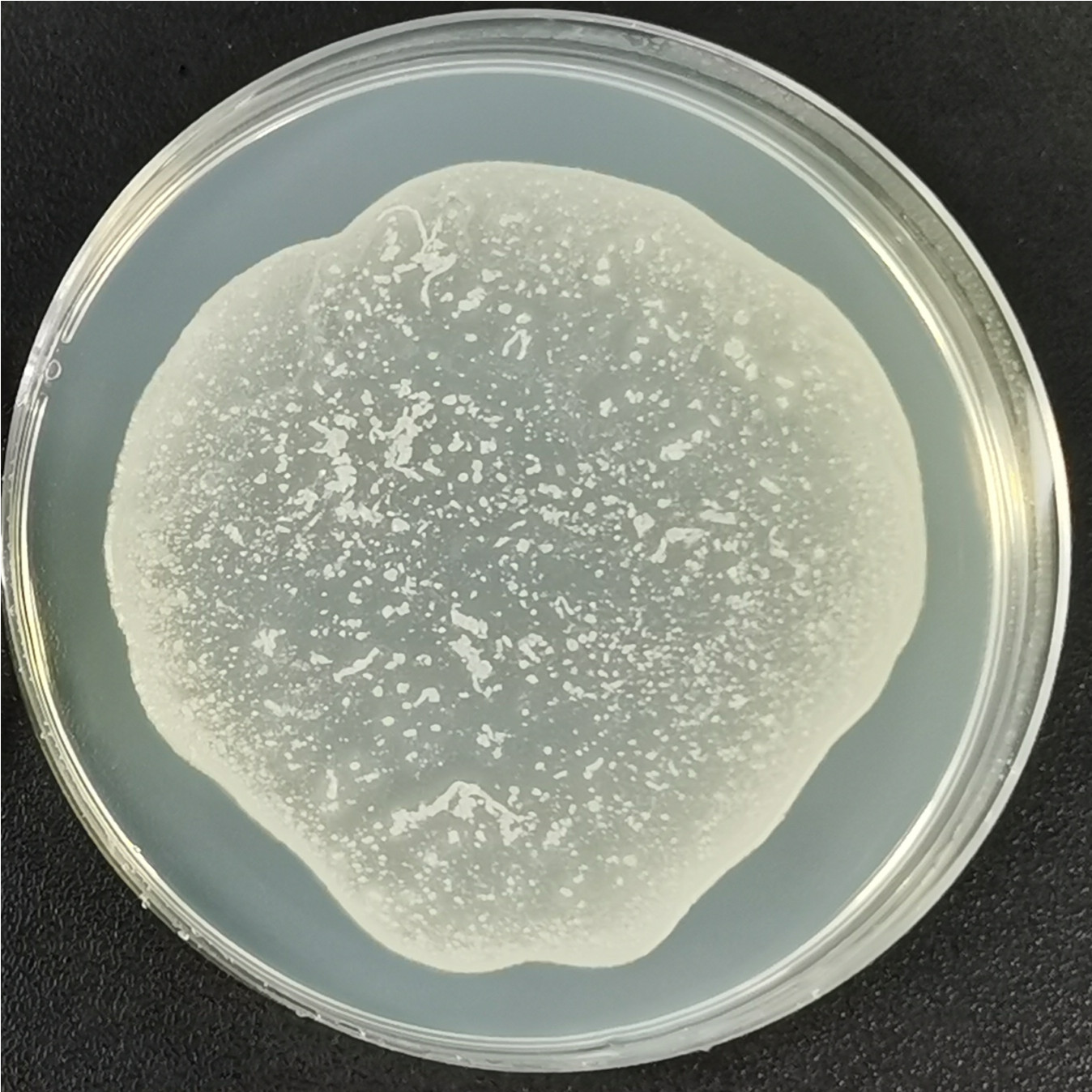 Brown thermophilic fungus-BNCC
