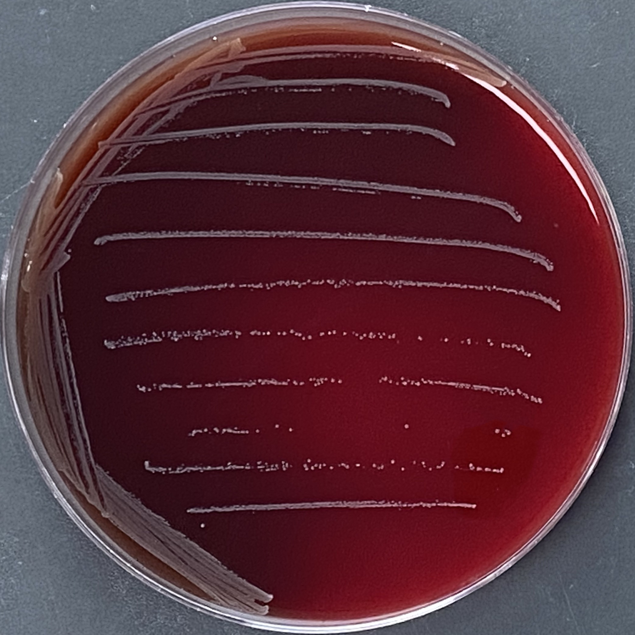 Klebsiella pneumoniae-BNCC