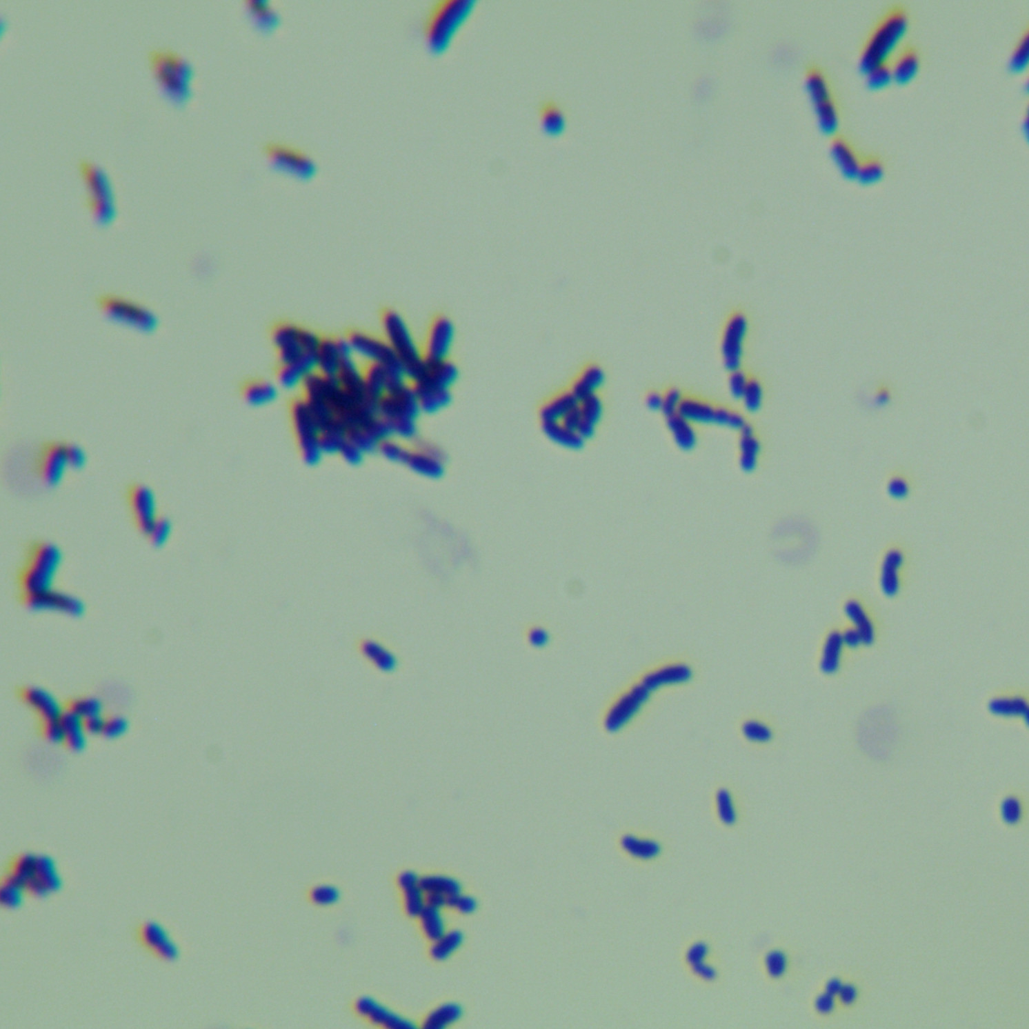 Klebsiella pneumoniae-BNCC