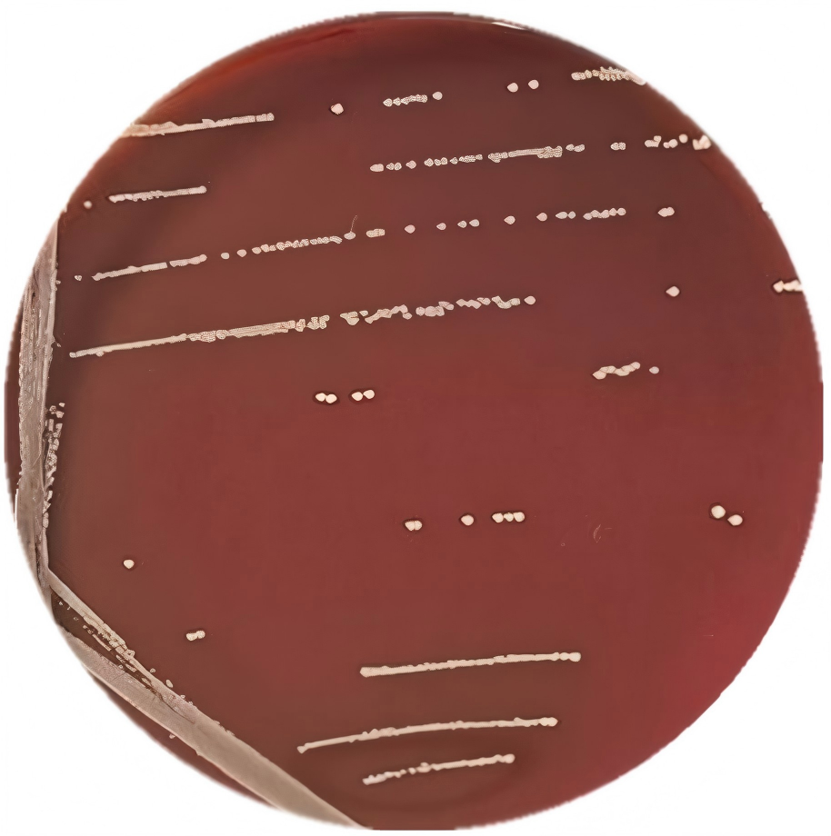 Klebsiella pneumoniae-BNCC