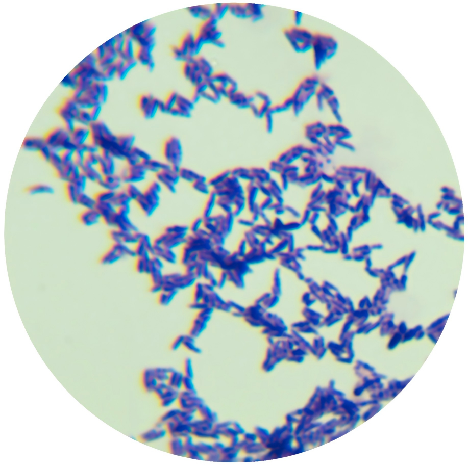 Klebsiella pneumoniae-BNCC