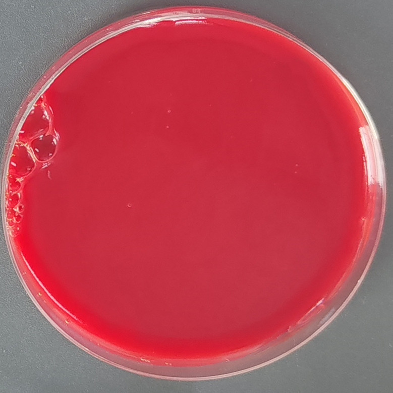 Lactobacillus SJ18 in mouse cecum-BNCC