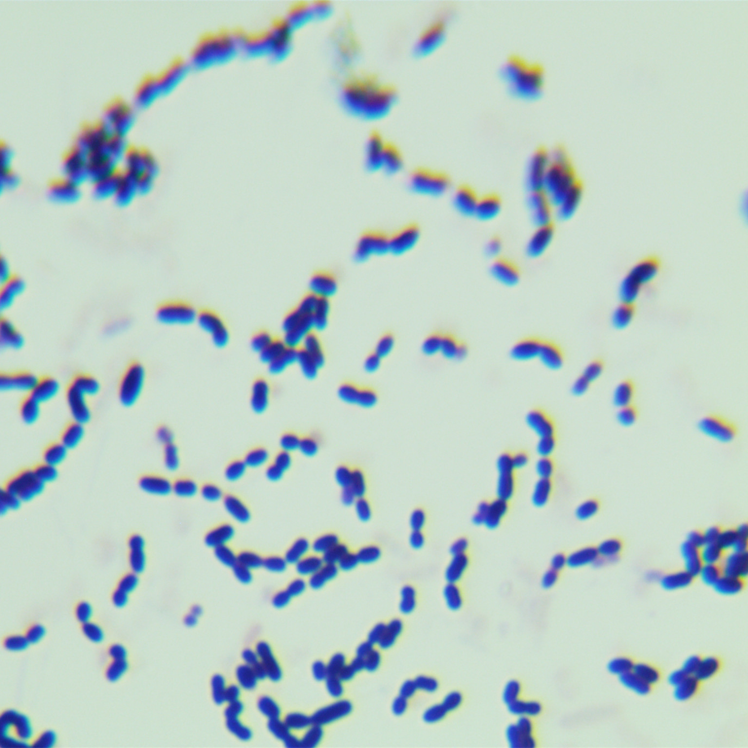 Lactobacillus SJ18 in mouse cecum-BNCC