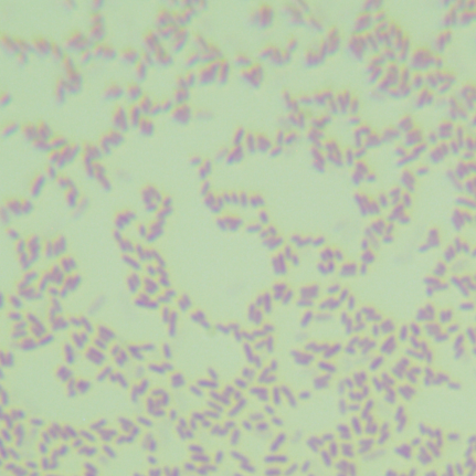 Maltose loving oligomonas-BNCC