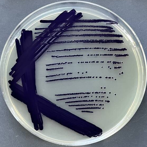 Purple colored bacteria-BNCC