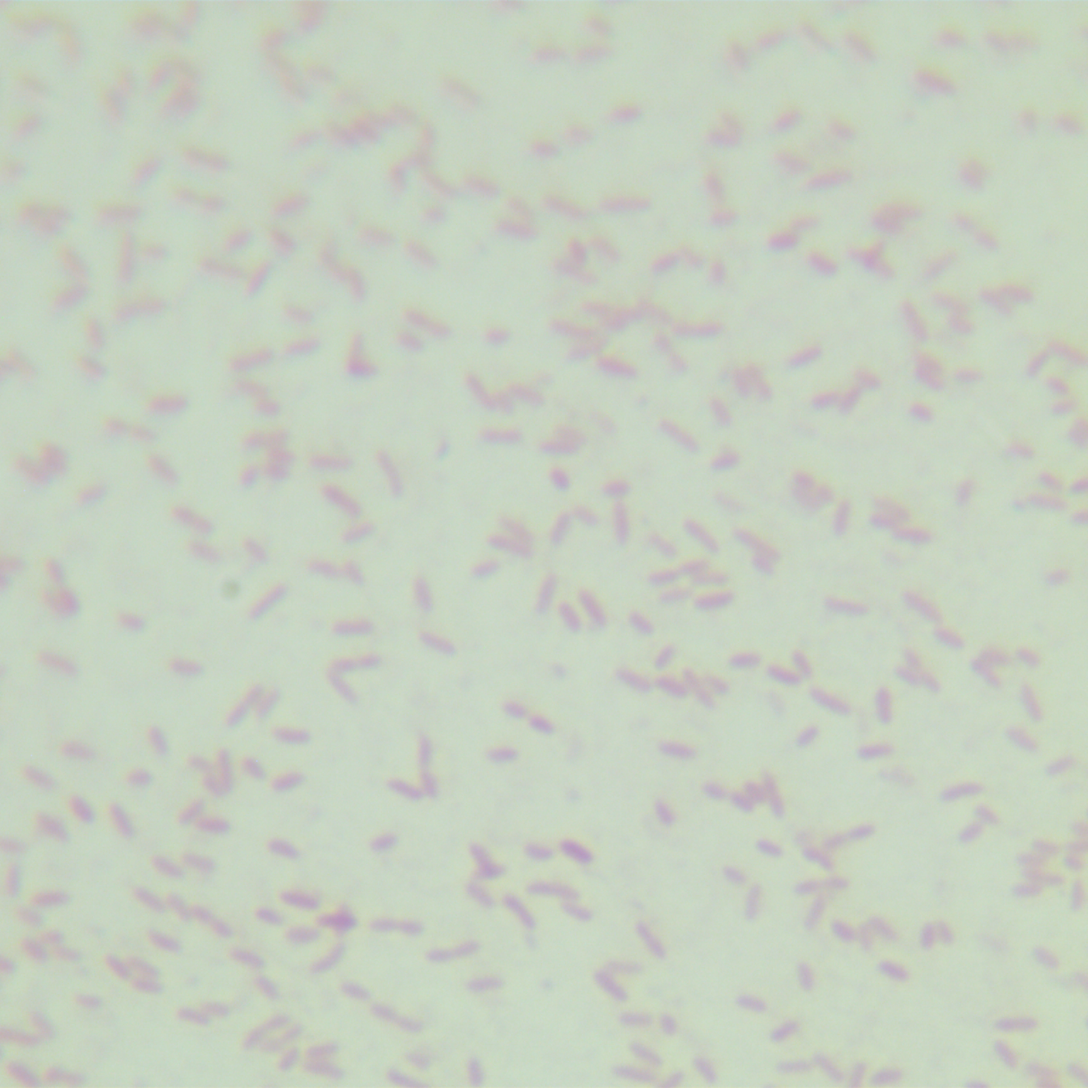 Purple colored bacteria-BNCC