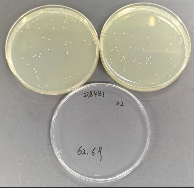 Quantitative strain of Staphylococcus aureus-BNCC