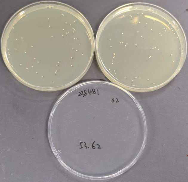 Quantitative strain of Staphylococcus aureus-BNCC
