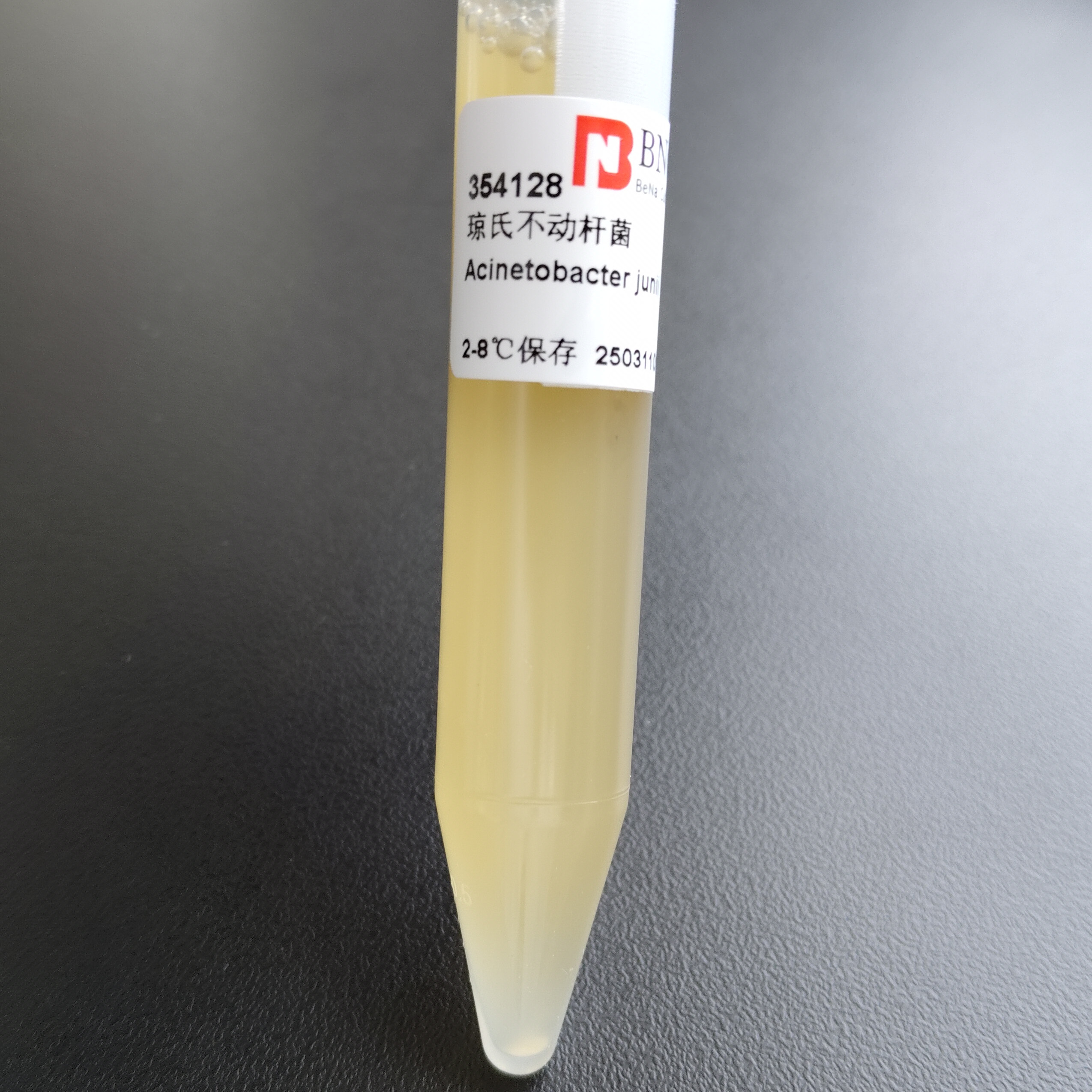 Acinetobacter baumannii-BNCC
