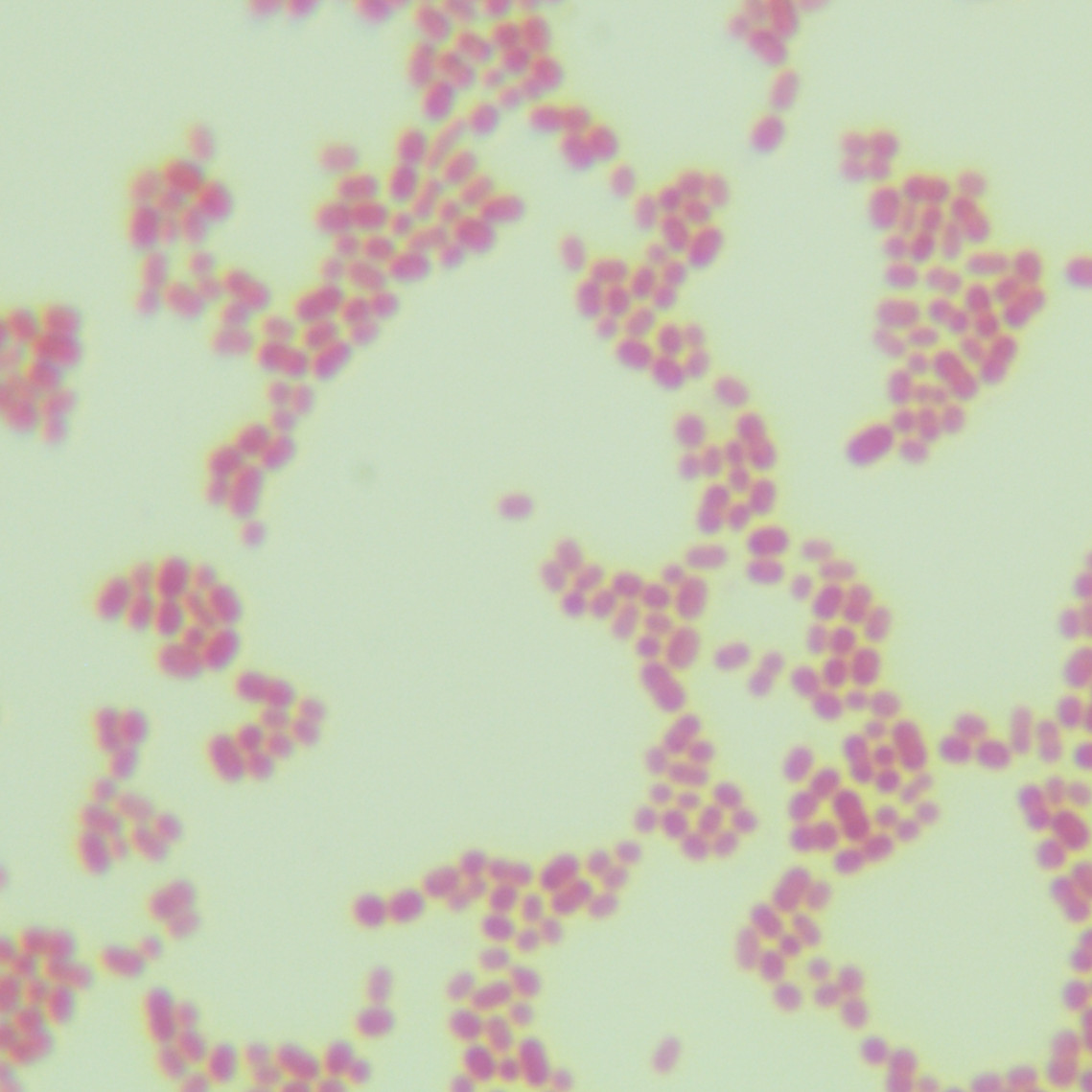Acinetobacter baumannii-BNCC